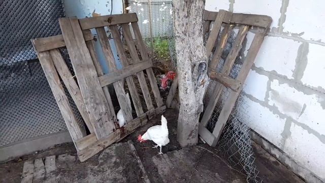 Забой свиньи