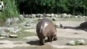 Бегемот смешно крутит своим хвостом . (hippo funny turns tail)