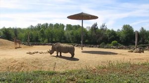 Травоядные животные для детей. ? Познавательное видео на 2 минуты, ? часть 4