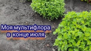 Хризантема мультифлора в конце июля. Подкормки и уход