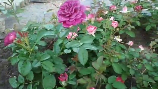 розы из черенка- результат смотреть онлайн
