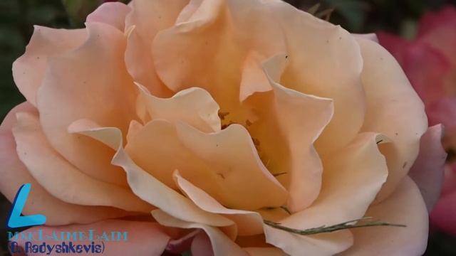 Красивые кустовые розы у МГУ смотреть онлайн