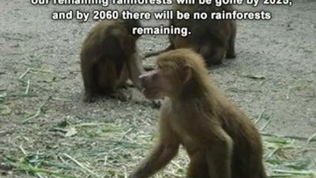 Save The Primates * смотреть онлайн