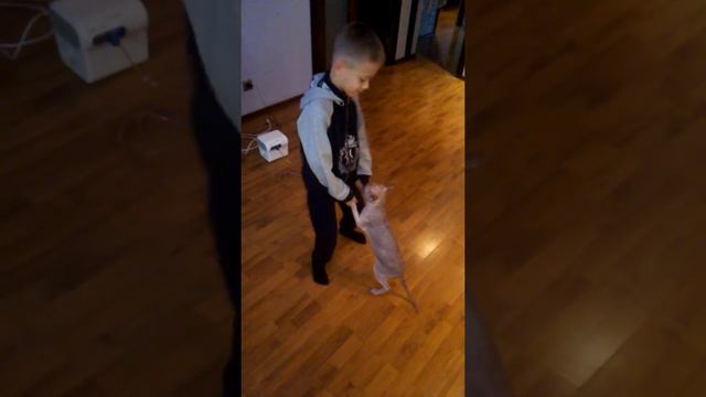 Танцующий лысый кот смотреть онлайн
