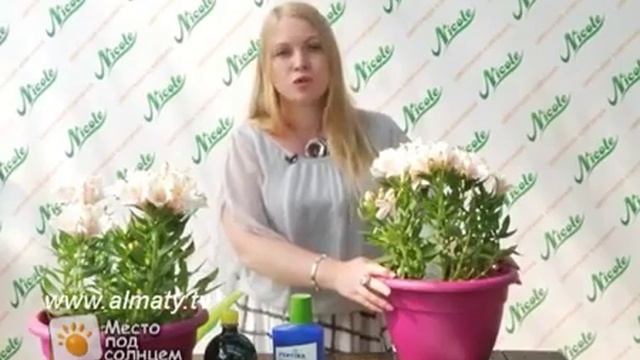 Альстромерия