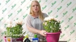 Альстромерия