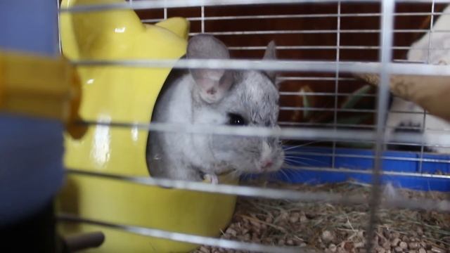 Шиншилла без лапы смотреть онлайн