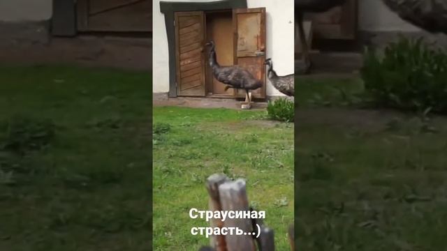 страусы эму Прасковья и Ерофей. смотреть онлайн