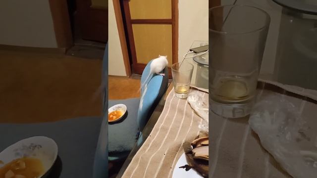 Будет ли крыса есть борщ смотреть онлайн