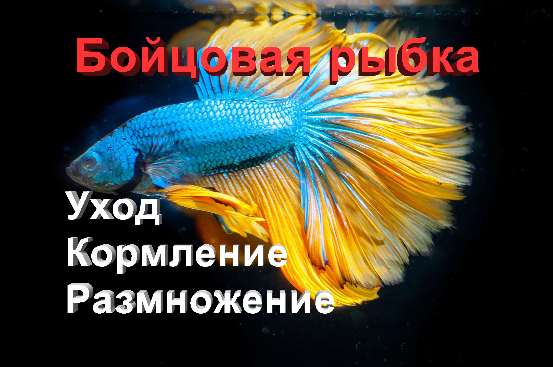 Бойцовая рыбка - "Петушок" (Betta Splendens) Уход, содержание и размножение смотреть онлайн