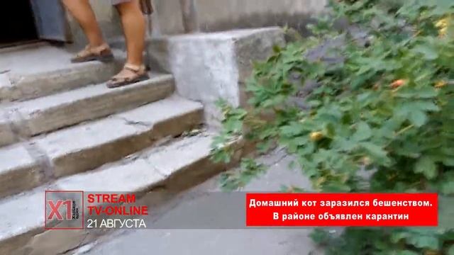 Домашний кот заразился бешенством от летучей мыши. смотреть онлайн