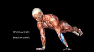 Биомеханика и анатомия Горизонта biomechanics and anatomy of planche