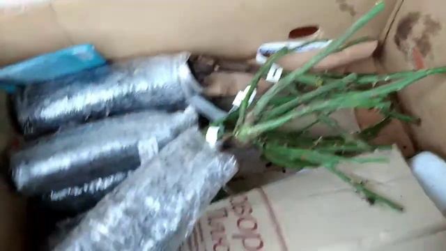 Получили посылку с саженцами роз. смотреть онлайн