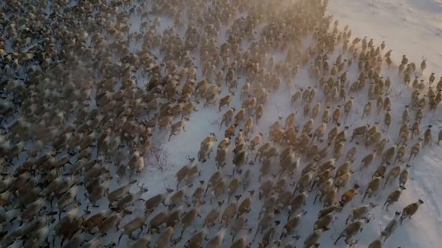 What is the difference between caribou and reindeer? | Ask a Scientist смотреть онлайн