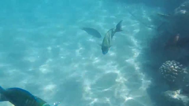 Sunwing waterworld Makadi 5*. Рифи зразу біля берега смотреть онлайн