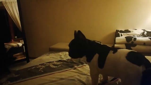 Лает на отражение в зеркале. Французский бульдог. смотреть онлайн