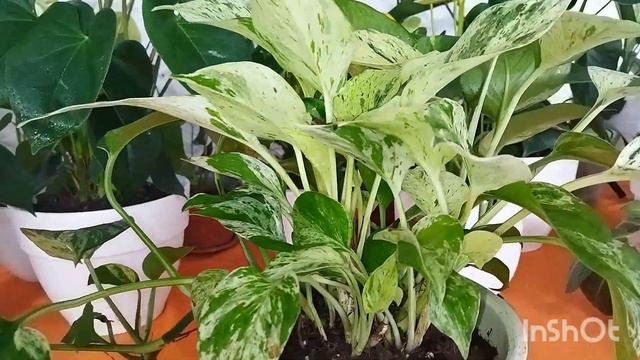 Эпипремнум  он же сцендапсус уход и выращивание.#эпипремнум#цветыдлядома #эпипремнумуход#озеленение