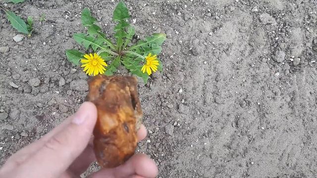 Янтарь - единственный "живой" камень смотреть онлайн