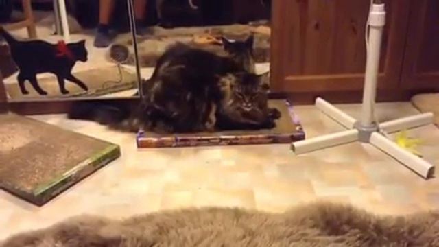 Маня и когтедралка с кошачьей мятой смотреть онлайн