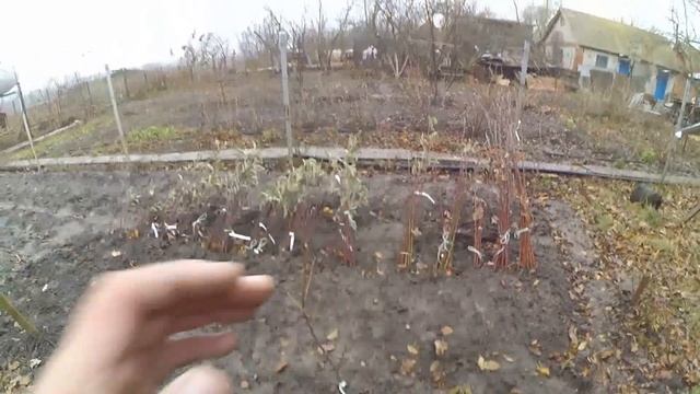 Как сберечь саженцы деревьев до весны . смотреть онлайн