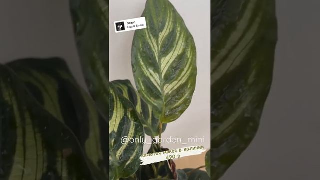 Калатея Макоя смотреть онлайн