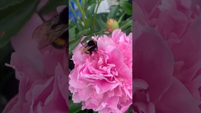 #шмель #цветок #насекомые #флористика #пион #муравей #лето #дача #природа #розовый #эстетика #кайф смотреть онлайн