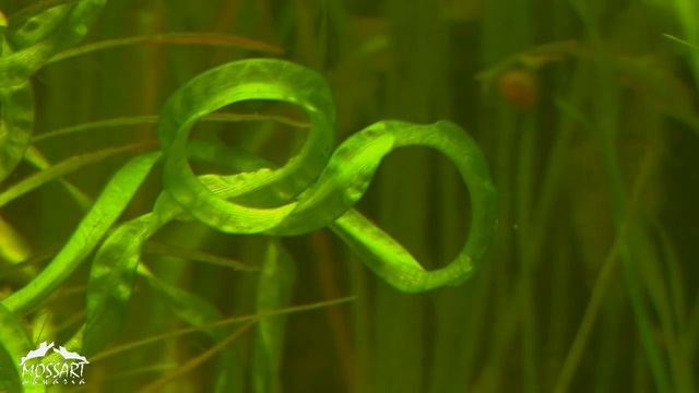 Echinodorus Vesuvius