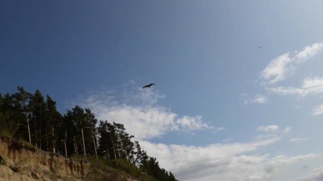 Птицы,собака, Обское водохранилище. смотреть онлайн