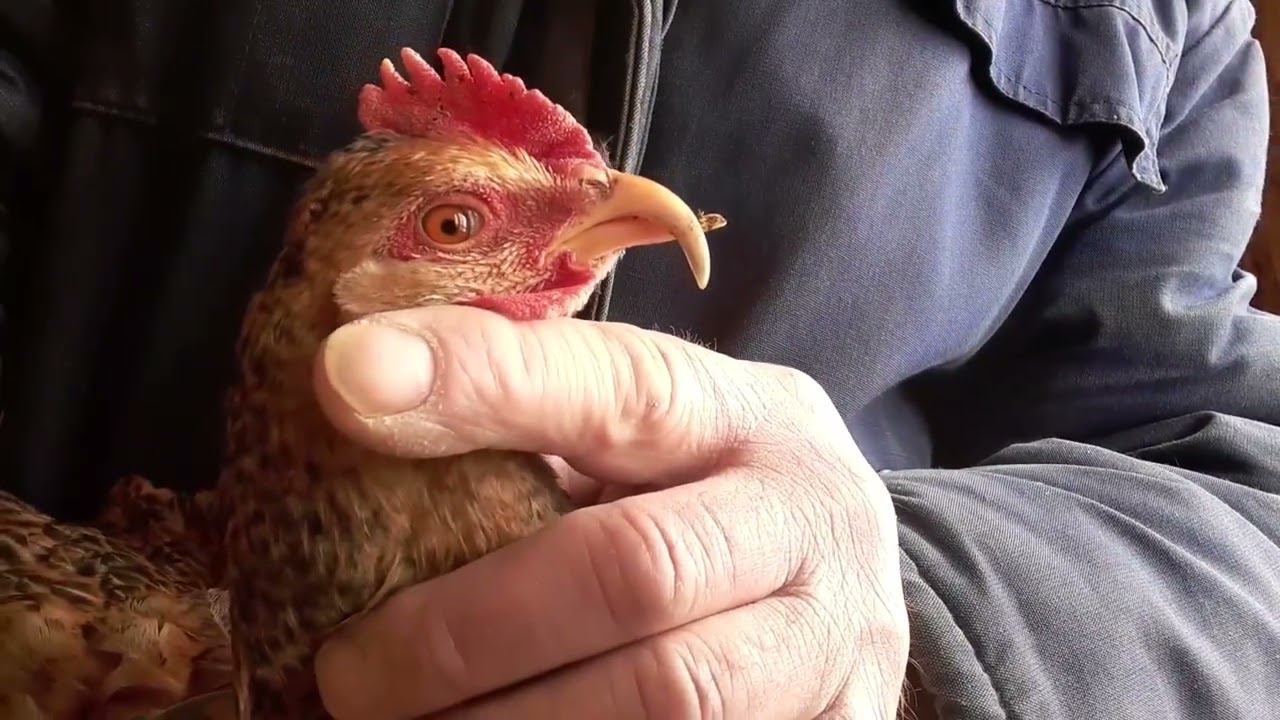 не стандартная курочка... смотреть онлайн