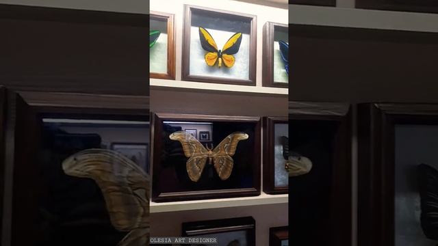 Увидеть Самые Красивые Редкие Бабочки Мира #shorts смотреть онлайн