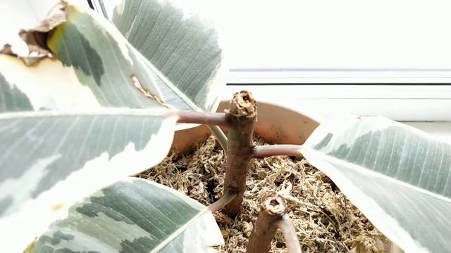 Неудачный опыт. Разочарование от пасты Почкорост смотреть онлайн