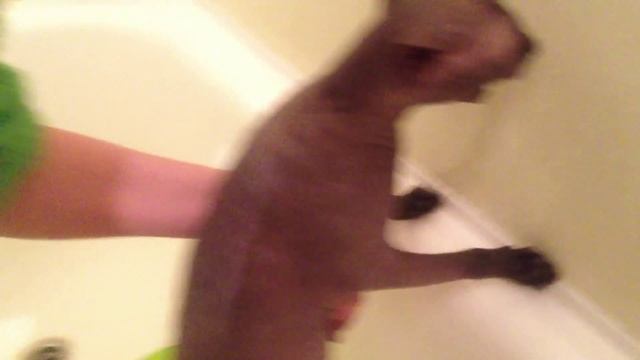 Кот вонючка смотреть онлайн