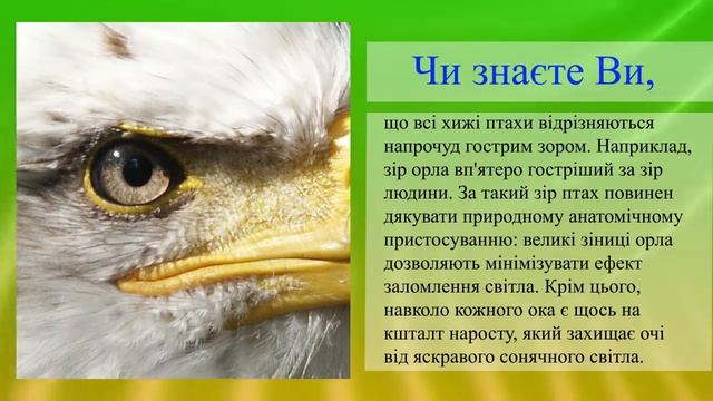 «Глаз как у орла» смотреть онлайн