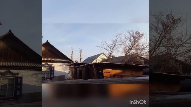 Щеглы. Ловля щеглов. Черноголовые щеглы. Бонус белобородый самец. смотреть онлайн