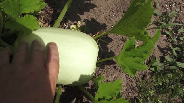 Дачный влог. Все в кучу! Цветы, лук, чеснок, кабачки... смотреть онлайн