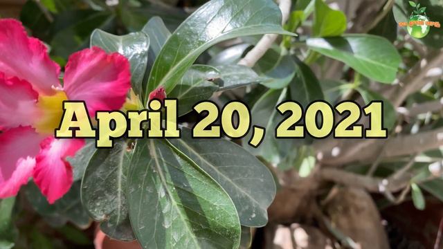 Adenium Desert Rose Root Rot : How to Save It Now? UPDATES!! смотреть онлайн