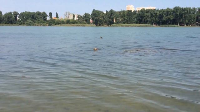 DuckHunter Чихуахуа Микки ? смотреть онлайн