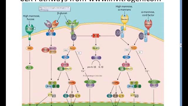 Mold and Immunity (Barnes) смотреть онлайн