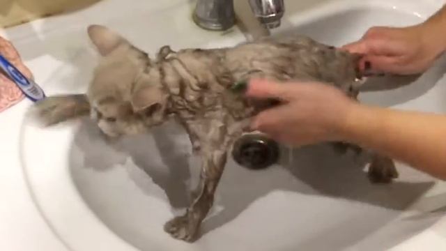 Как искупать кошку. Как помыть кошку. Уход за длинной шерстью смотреть онлайн