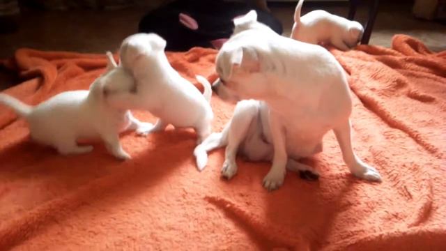 # Чихуахуа.Щенкам 1 месяц! смотреть онлайн