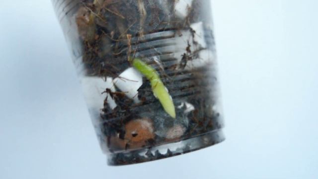 СТАНЬ орхидеи СТИМУЛИРОВАТЬ ЭТИМ! СУПЕРСКАЯ реанимация орхидеи ПЕРЕКИСЬЮ! смотреть онлайн