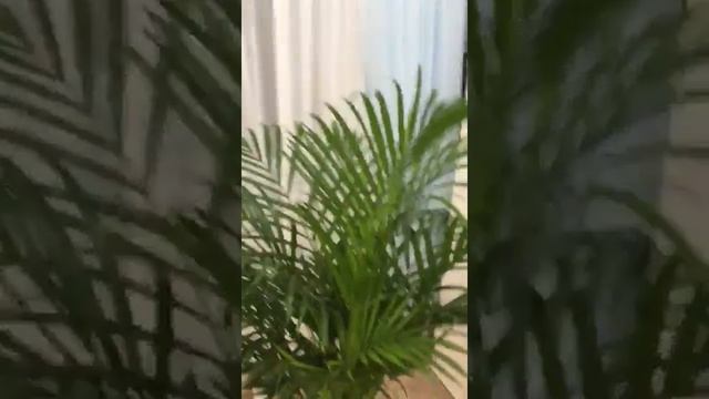 Пальмы Дипсис купить в Краснодаре инста greenworldnew смотреть онлайн