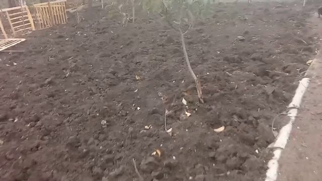 КУРЫ УТКИ ГУСИ?Кто же лучше, без хлопот в хозяйстве Яйца несут втихаря? смотреть онлайн