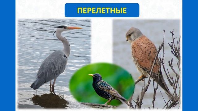 Тип Хордовые. Тема 39. Приспособленность птиц к сезонным явлениям природы смотреть онлайн