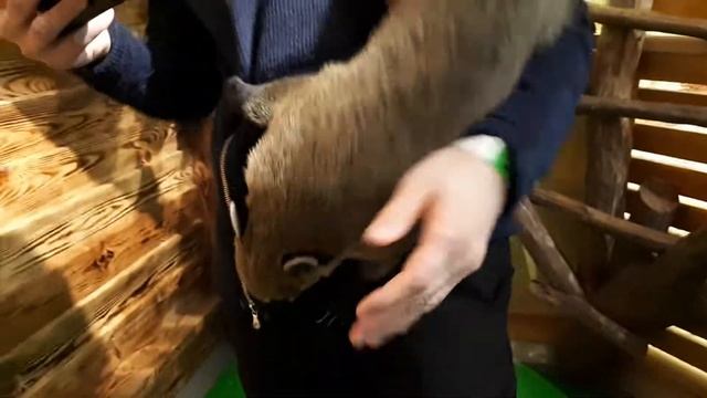 Коати, весёлые Носухи, семейство енотовые ( не лемуры ) смотреть онлайн