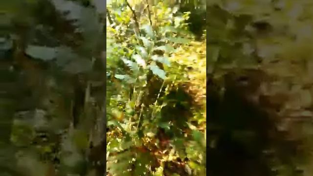 KHÁM PHÁ RỪNG GIÀ - TẬP 1 ĐI TÌM CÂY RÁY ✦ TÂY BẮC HOANG DÃ смотреть онлайн