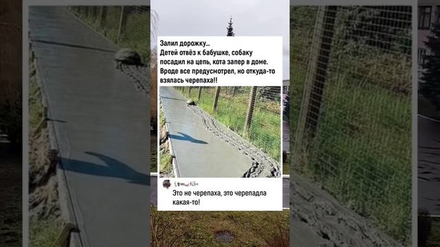 Прикол с черепахой смотреть онлайн