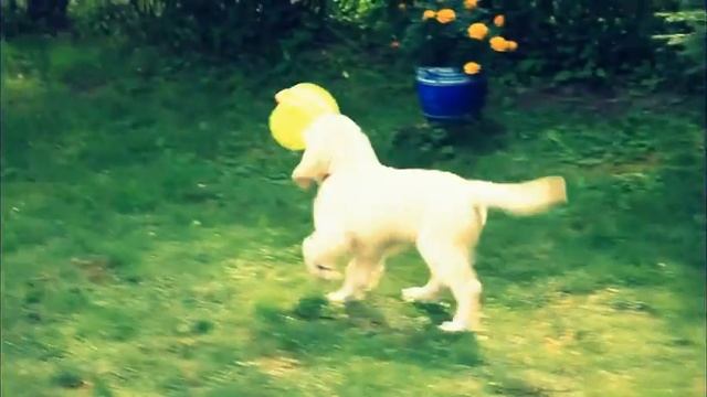chillout zorki смотреть онлайн