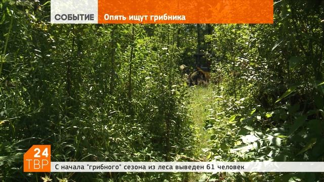 Люди ищут грибы, спасатели – грибников | Новости | Сергиево-Посадский городской округ смотреть онлайн