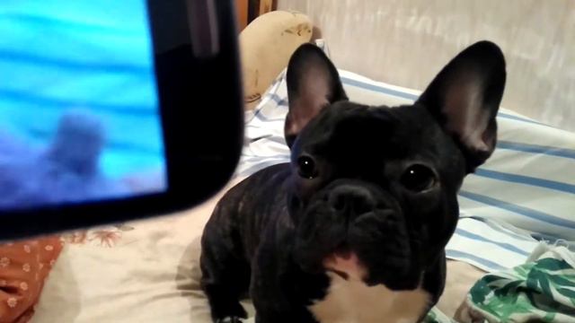 Французский бульдог и игрушка смотреть онлайн
